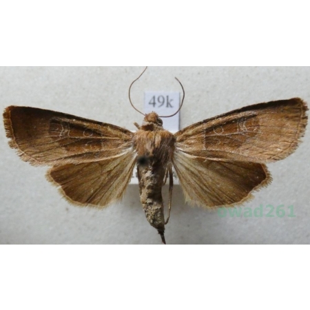 Chersotis cuprea (Denis & Schiffermüller, 1775) Italy49k